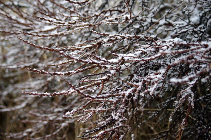 Juist_03-2013_035