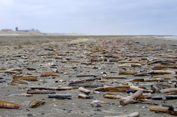 Juist_03-2013_160